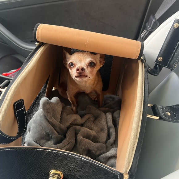 Meet your Posher, Stella! - Picture 2 of 4